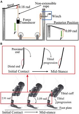 Characterizing the Mechanical Stiffness of Passive-Dynamic Ankle-Foot Orthosis Struts